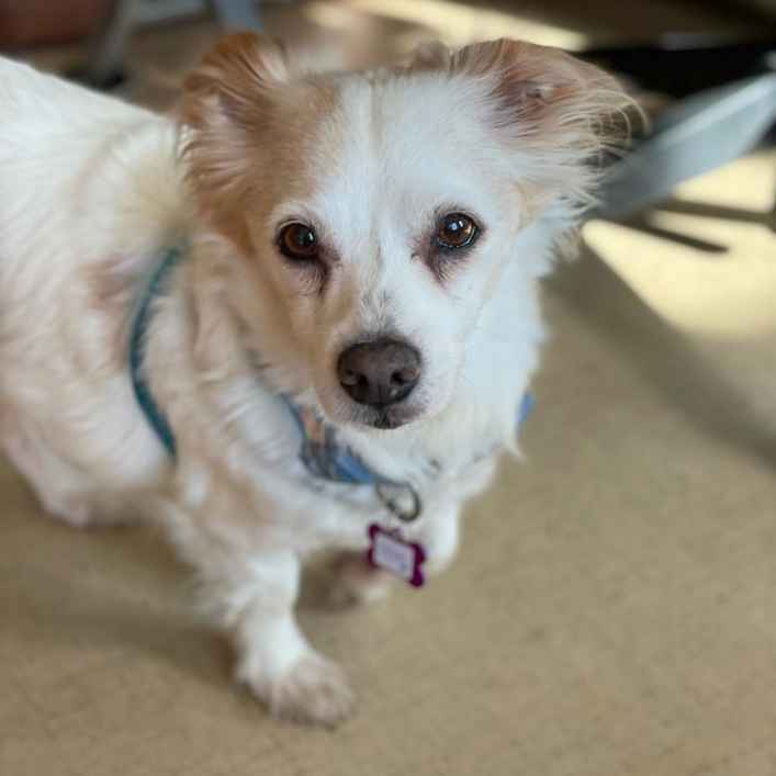 Chico