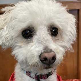Sammy