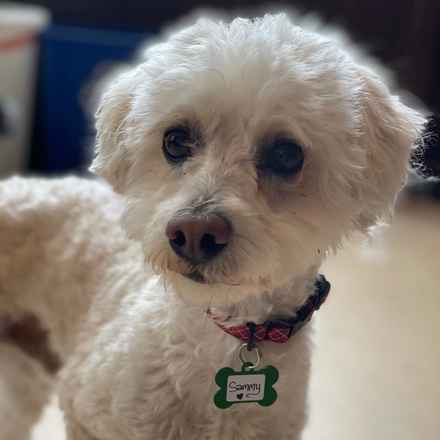 Sammy