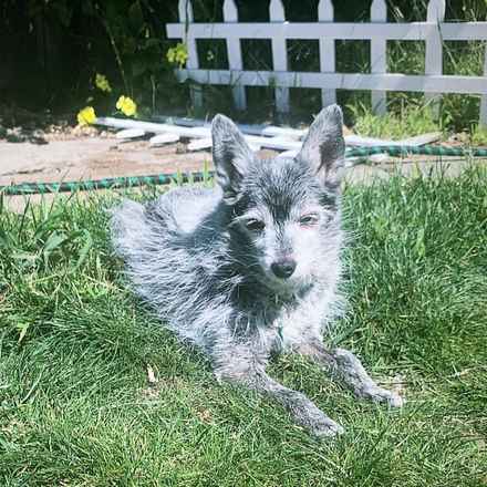 Gordon