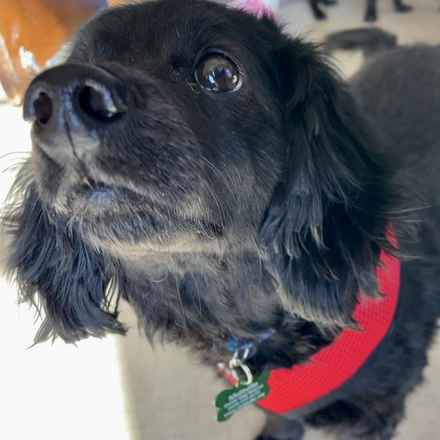 Dasher