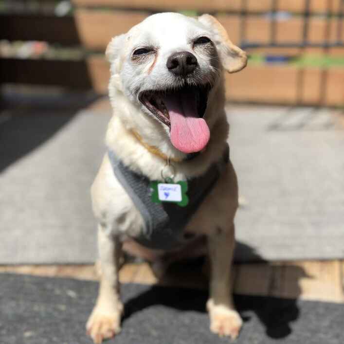 Zoomie