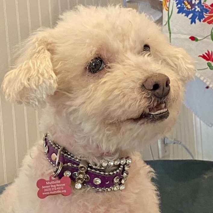 Gussie (also known as Lily)