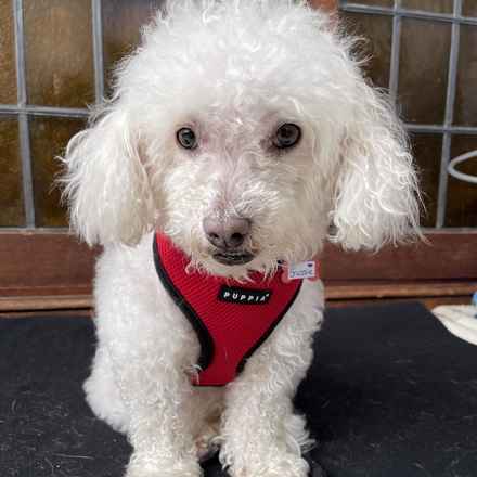 Gussie (also known as Lily)