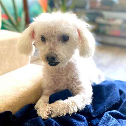 Gussie (also known as Lily)