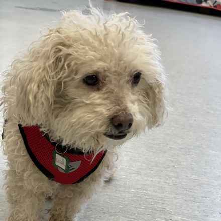 Gussie (also known as Lily)