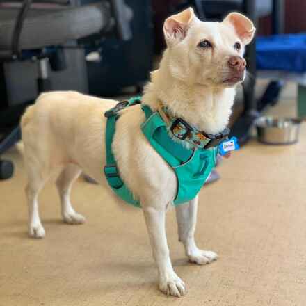 Esther