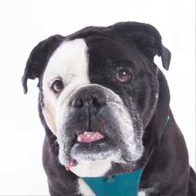 Dozer