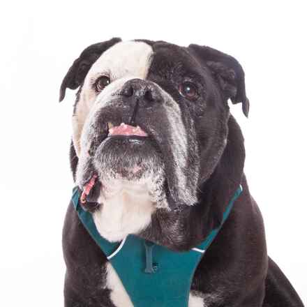 Dozer