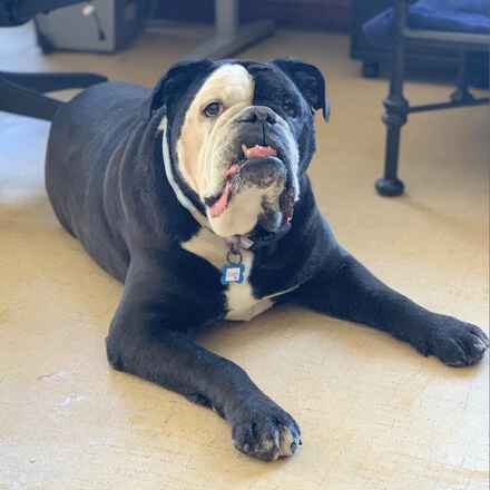 Dozer