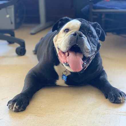 Dozer