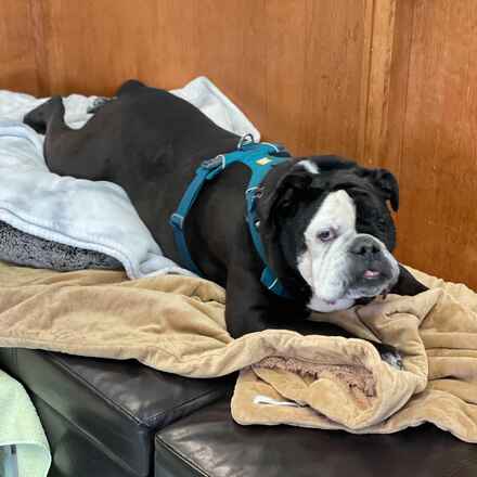 Dozer