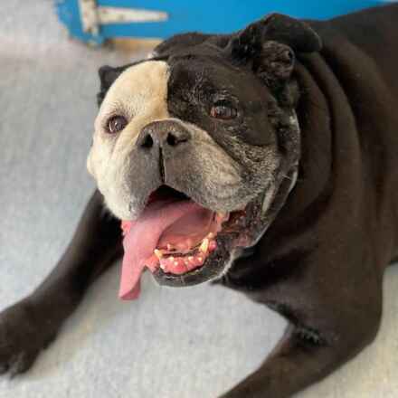 Dozer