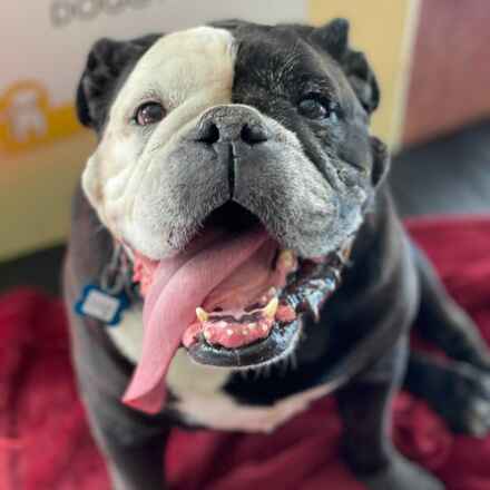 Dozer