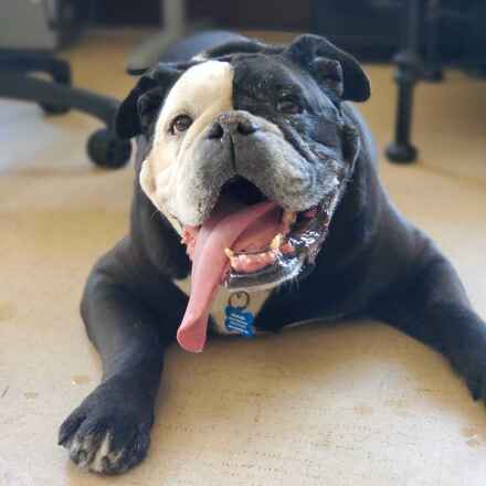 Dozer