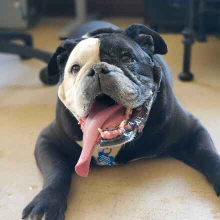 Dozer