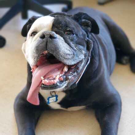 Dozer