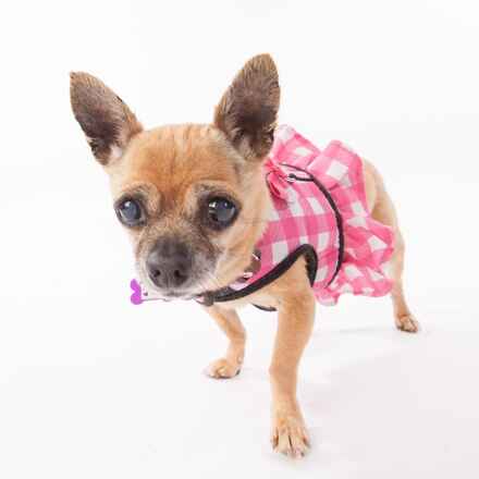 Cha Cha DiGregorio