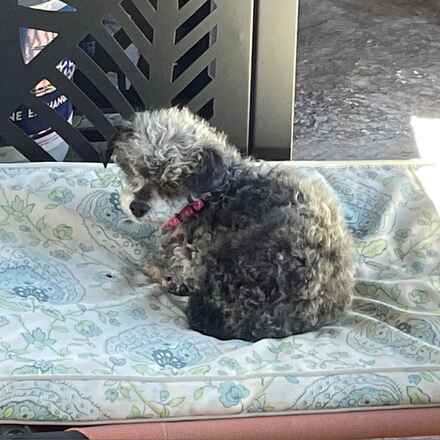 Millie