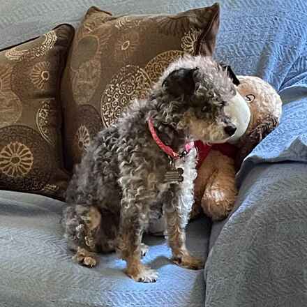 Millie