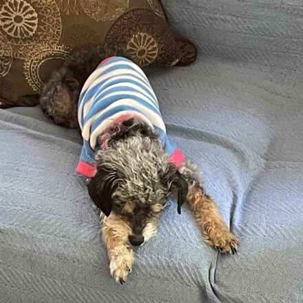 Millie