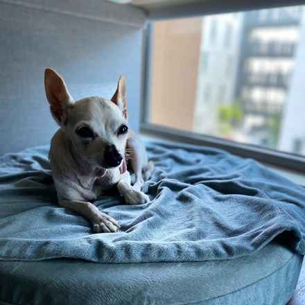 Parmesan (decseased)