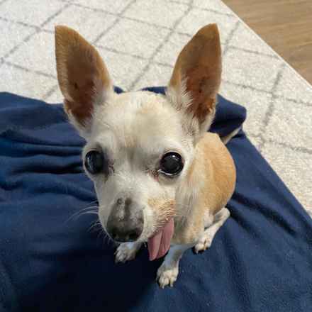 Parmesan (decseased)