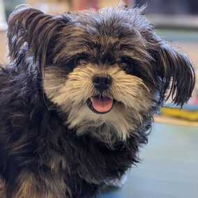 Fifi