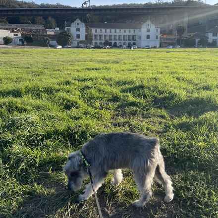Forrester
