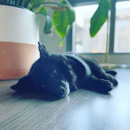 Parsley