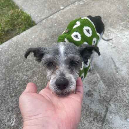 Midori