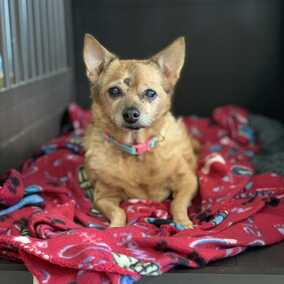 Ricotta