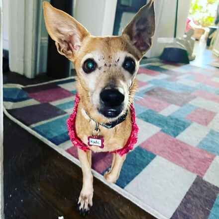 Maude