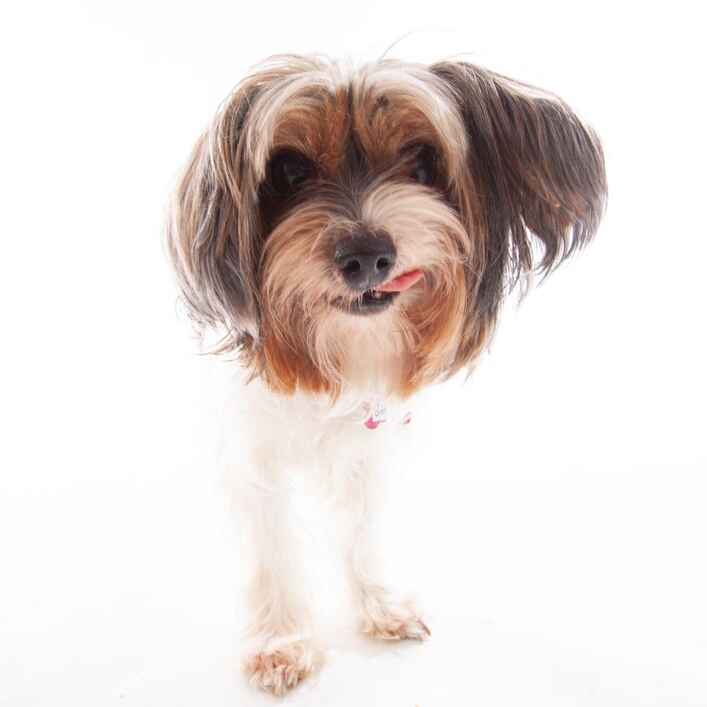 Gidget