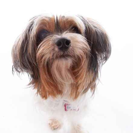 Gidget