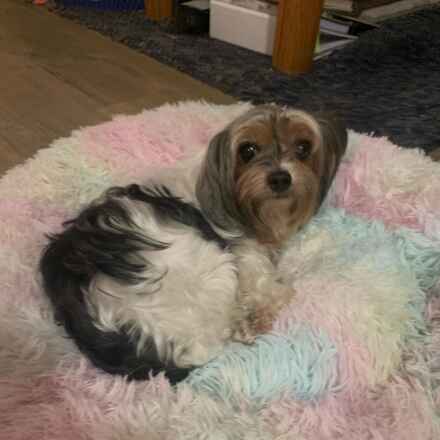 Gidget