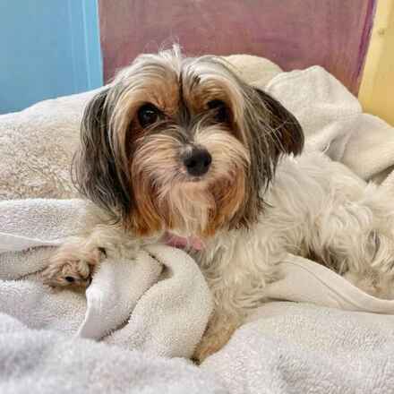 Gidget