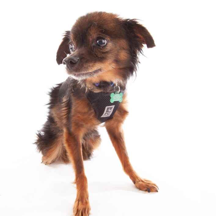 Bongo