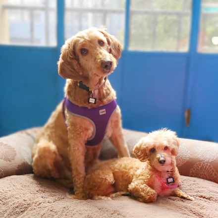 Bella Banana & Leelee