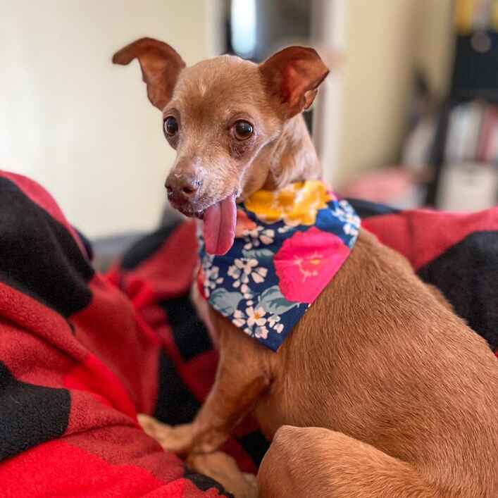 Frankie