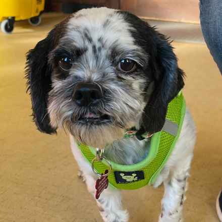 Mollie Mollie Lovebird