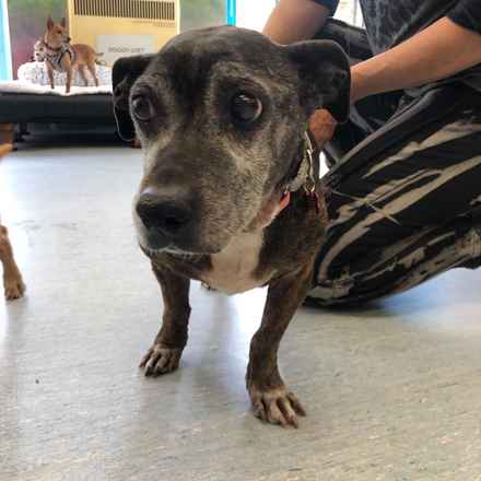 Gertie Gertie Squish Face