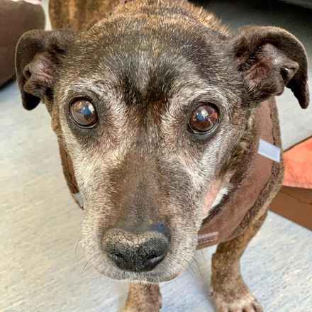 Gertie Gertie Squish Face