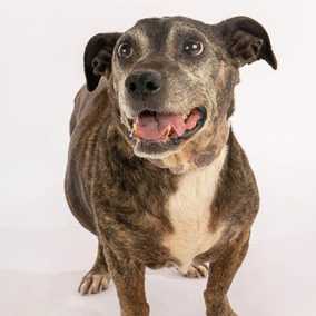 Gertie Gertie Squish Face