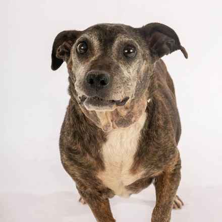 Gertie Gertie Squish Face