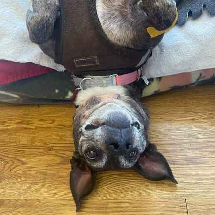 Gertie Gertie Squish Face