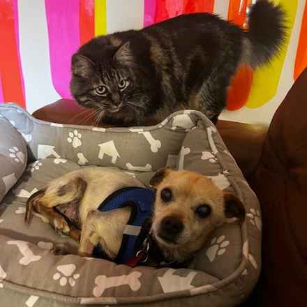 Pinto (renamed Beanie)