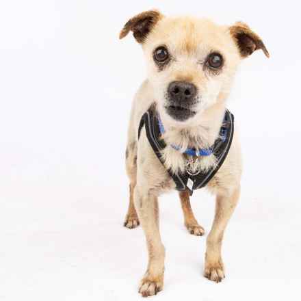 Pinto (renamed Beanie)