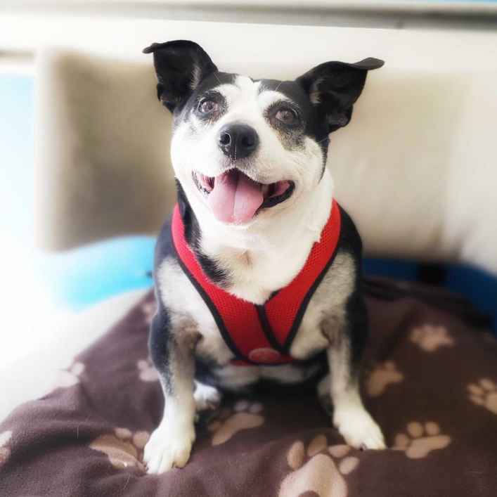 Pancake & Butterscotch