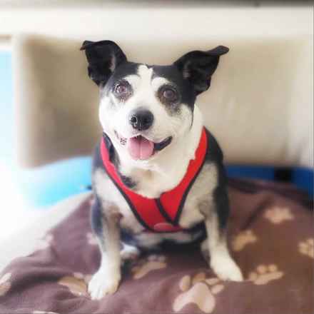 Pancake & Butterscotch